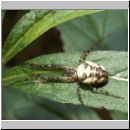 Metellina segmentata - Herbstspinne 01.jpg